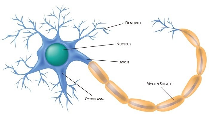 neuron neural pathways